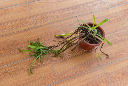 褪色植物水平组成图片