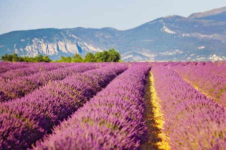 薰衣草花开香无尽的行中的字段照片