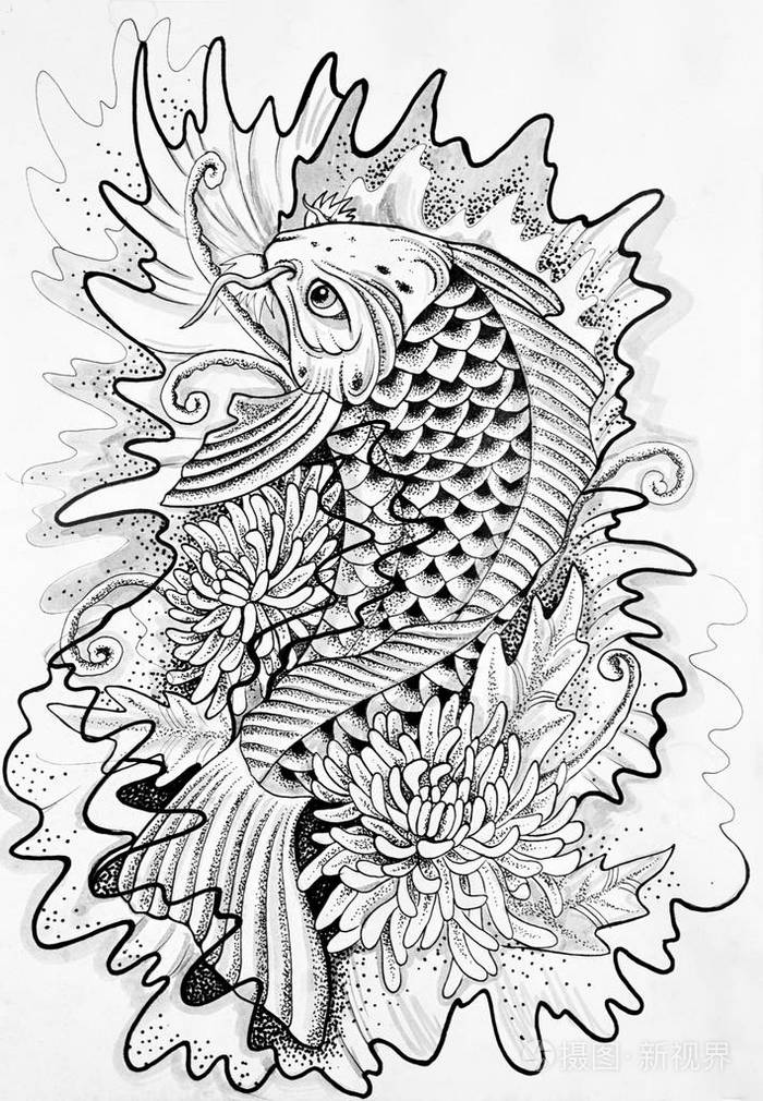 日本鲤鱼白色背景的剪影