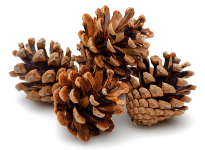 白雪皑皑的松塔图片