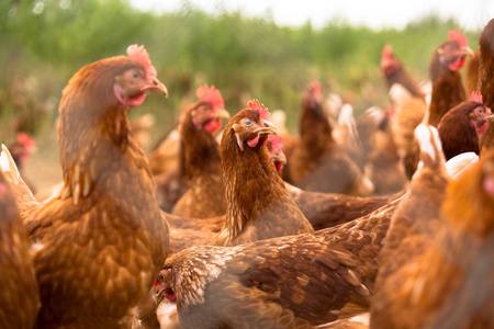 在一个典型的自由放养家禽有机农场鸡的肖像照片