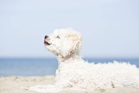 海滩上的迷你贵宾犬图片