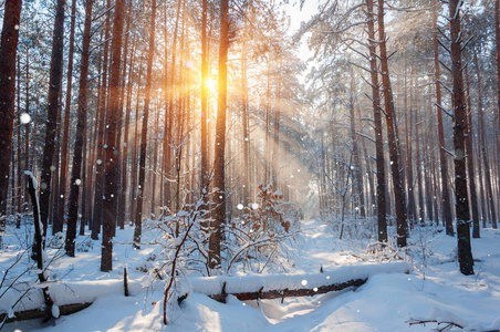 早晨冬天山风景与树在倾斜图片