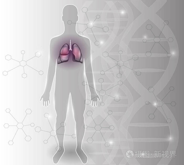 人类的轮廓和肺 呼吸器官详细解剖插画 正版商用图片1raiti 摄图新视界