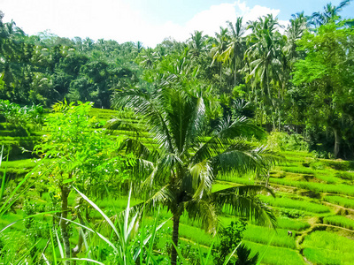 印度尼西亚巴厘岛绿色水稻梯田图片