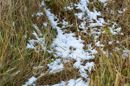 春季或秋季在草地上的雪图片