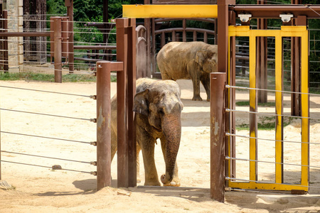 大象在史密森国家动物园在洗涤图片