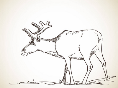 侧面查看玩具照片手工绘制的插图的牛草绘的孤立的驯鹿山羊手绘卡通