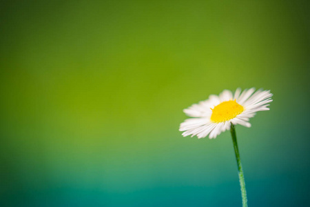 植物园春天美丽概念美丽的雏菊花.