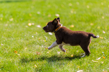 边境牧羊犬可爱的小狗在美丽的绿草坪