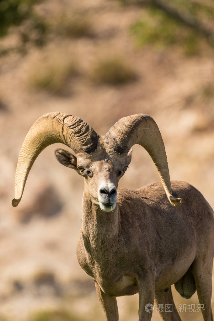 沙漠大角羊羊ram