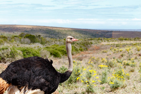 鸵鸟牧场吃草照片