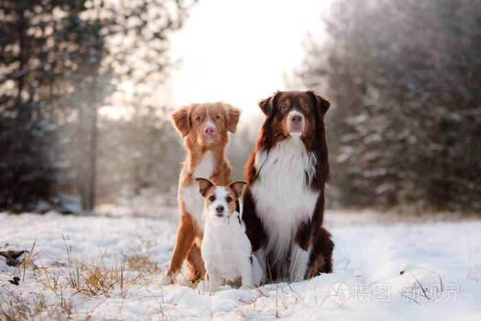 三只狗，坐在一起在户外在雪中