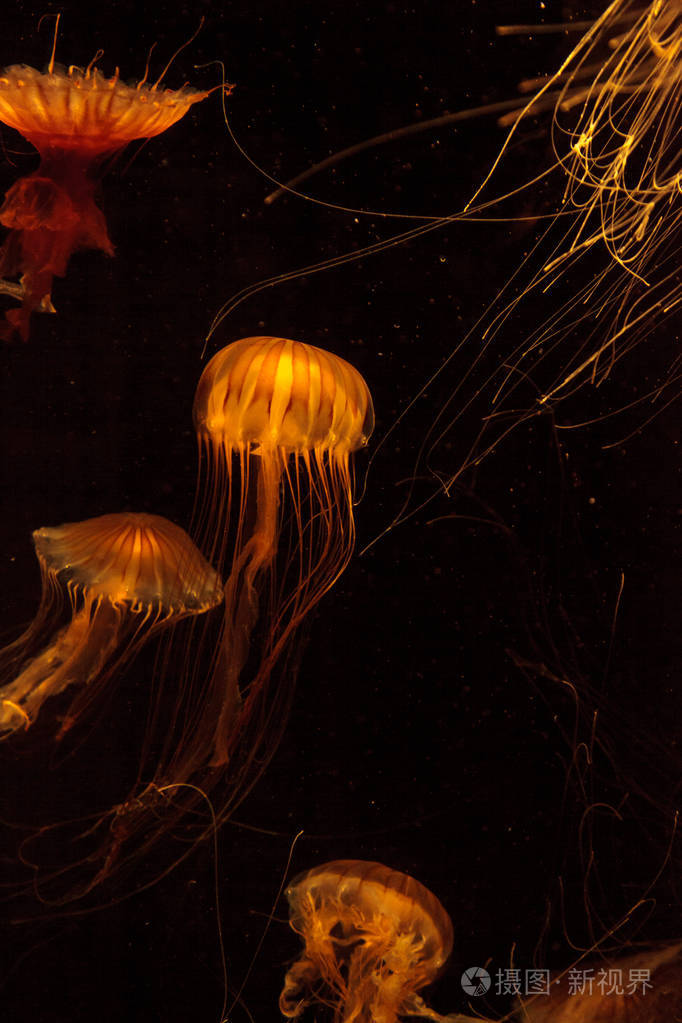 日本的海荨麻水母chrysaora帕西菲卡