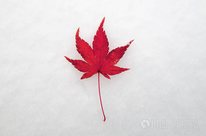 初冬雪上的红枫叶