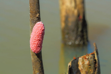 在一个自然的螺卵照片