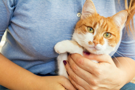 女人手拿红色和白色的小猫咪图片