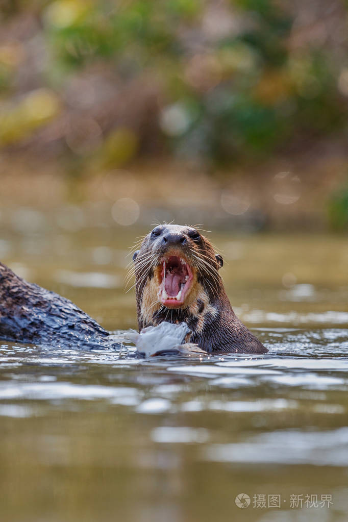 在自然栖息地的巨型水獭