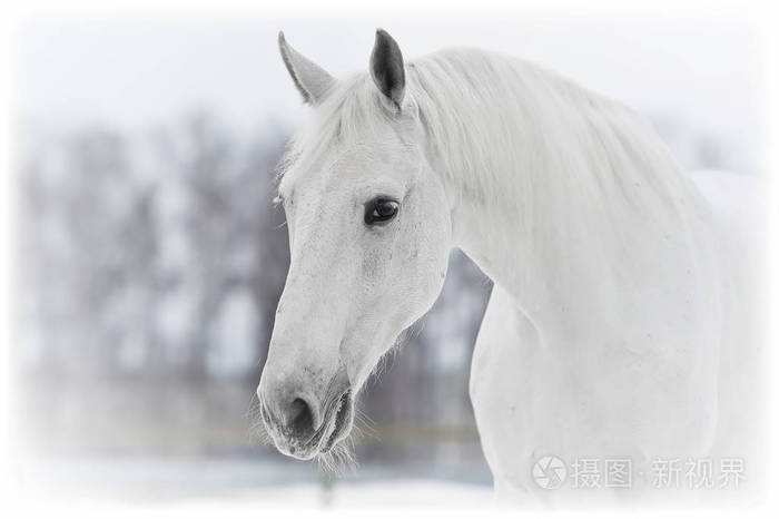 白马画像在冬季