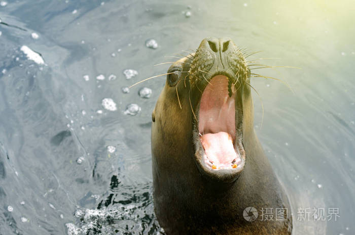 海狮得张大了嘴巴上阳光灿烂的日子