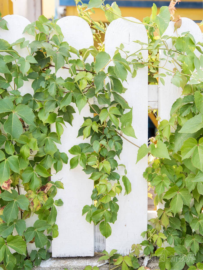 在白色背景上孤立的常春藤叶子