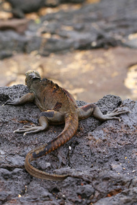 海鬣蜥在圣地亚哥岛, 加拉帕戈国家公园,ecuad照片