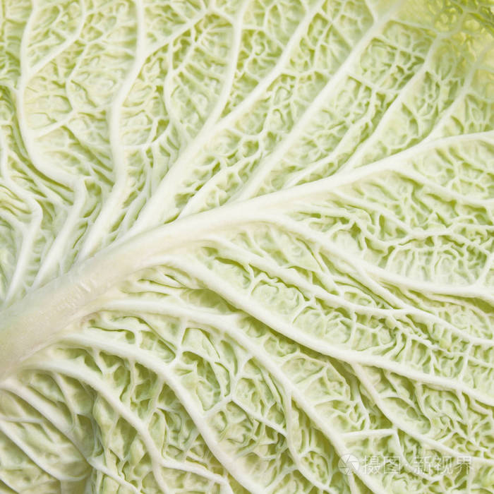 自然的绿色背景.萨沃伊白菜纹理