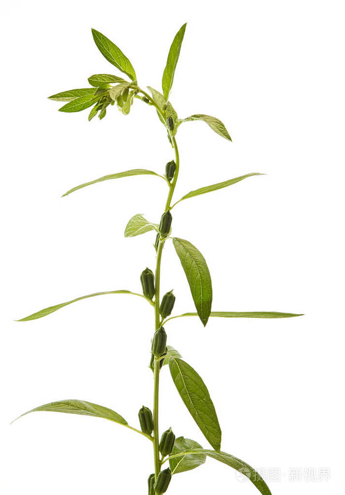 芝麻在白色背景上开花