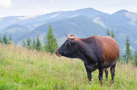 站在绿色的田野, 山脉和吃草的奶牛.喀尔巴阡背景照片