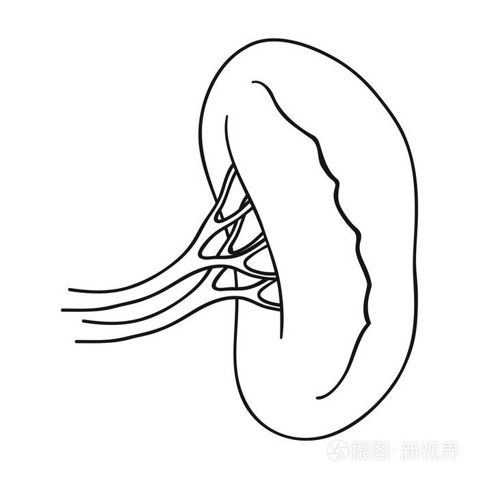 人类肾脏图标在白色背景上孤立的轮廓样式人体器官符号股票矢量图