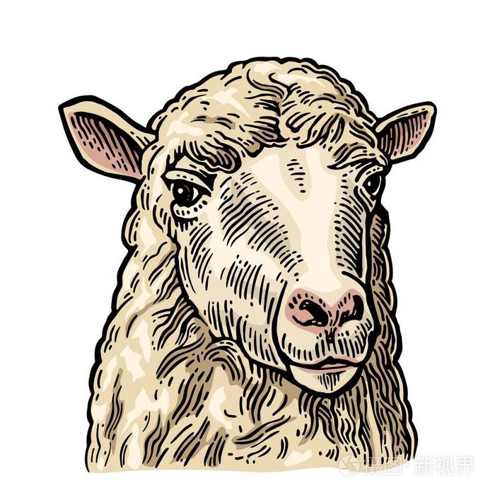 手工绘制的图形样式.复古矢量雕刻信息图形, 海报, 网站的说明.