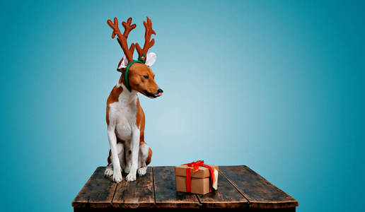 狗打扮成圣诞鹿带着礼物图片