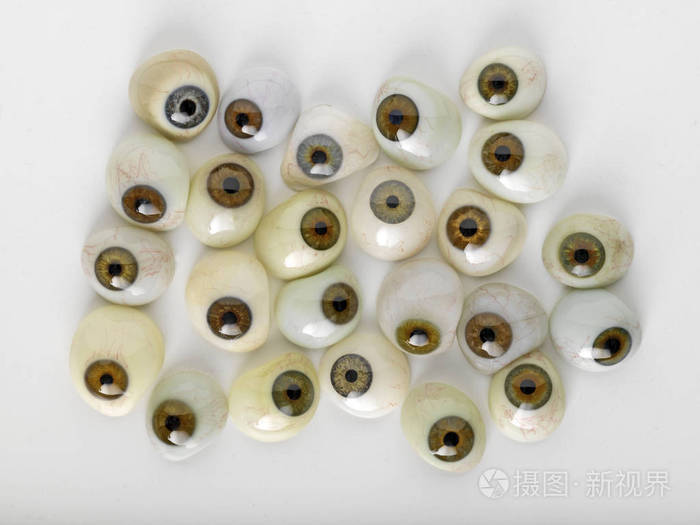 动物标本剥制术的眼睛