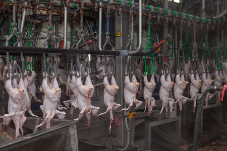 鸡肉工厂图片