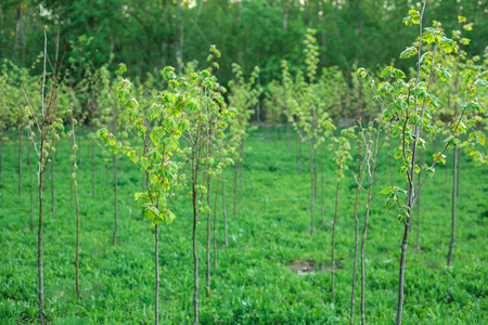 森林公园里长了许多小树.森林保护的概念照片