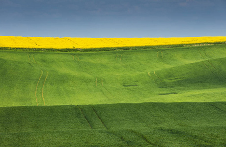 绿油菜田图片-绿油菜田素材-绿油菜田插画-摄图新视界