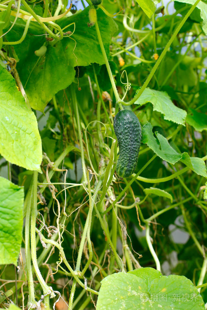 植物上的黄瓜果实照片-正版商用图片1rdygz-摄图新视界