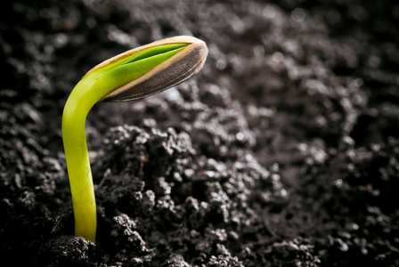 向日葵发芽种子发芽向日葵照片
