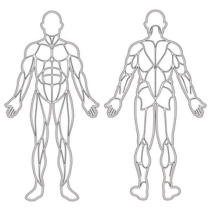 肌肉轮廓图片-肌肉轮廓素材-肌肉轮廓插画-摄图新视界
