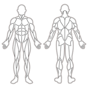 人体轮廓医学图片