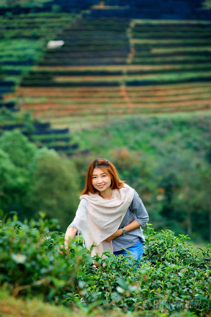 亚洲幸福的女人,在场上 doi 安康山区采摘茶叶