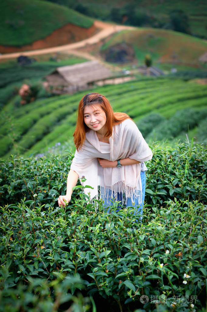 亚洲幸福的女人采摘茶叶 doi 安康山