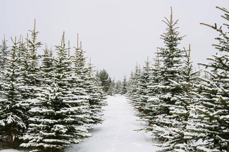 冬天风景与白雪覆盖的云杉树图片