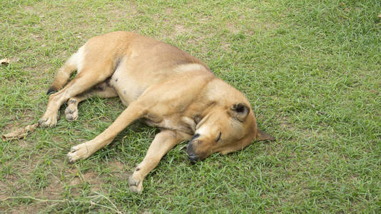 狗宠物睡眠懒惰躺下犬坐的概念图片