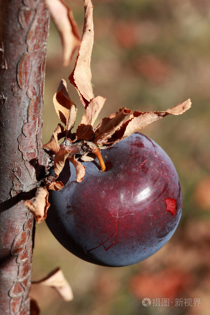 成熟的李子树的树枝上