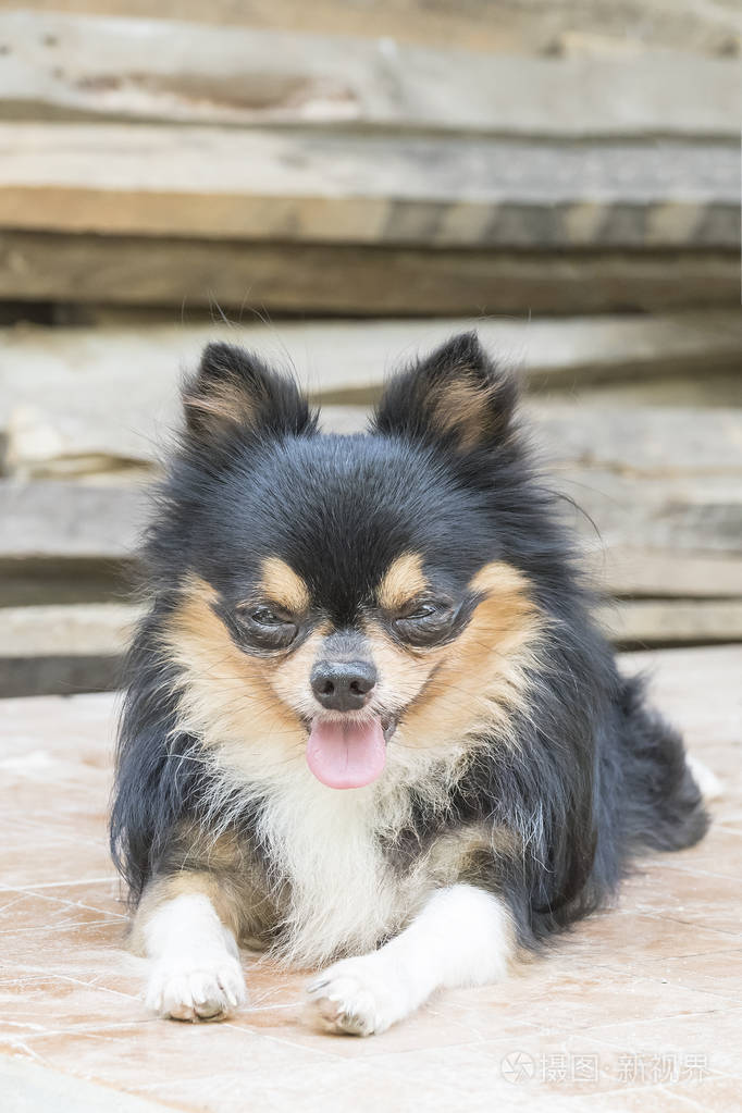 吉娃娃狗吐舌头照片-正版商用图片1retre-摄图新视界