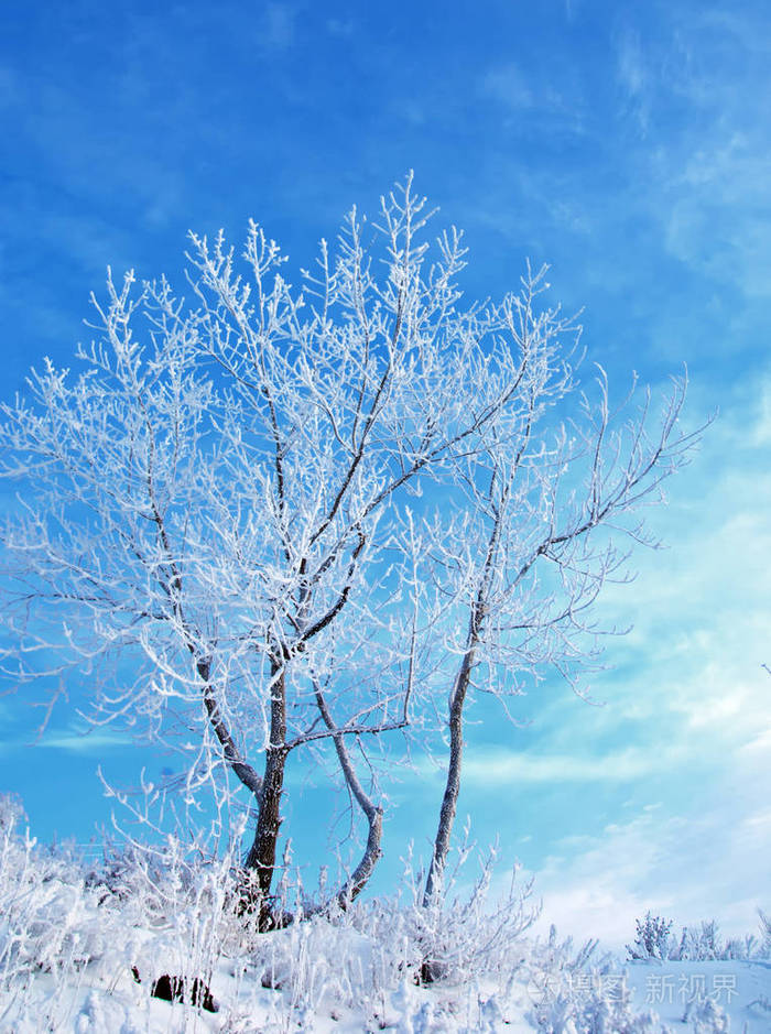 冬季景观. 树上的霜冻. 水的雾蒸发. 蓝天. 晴天.