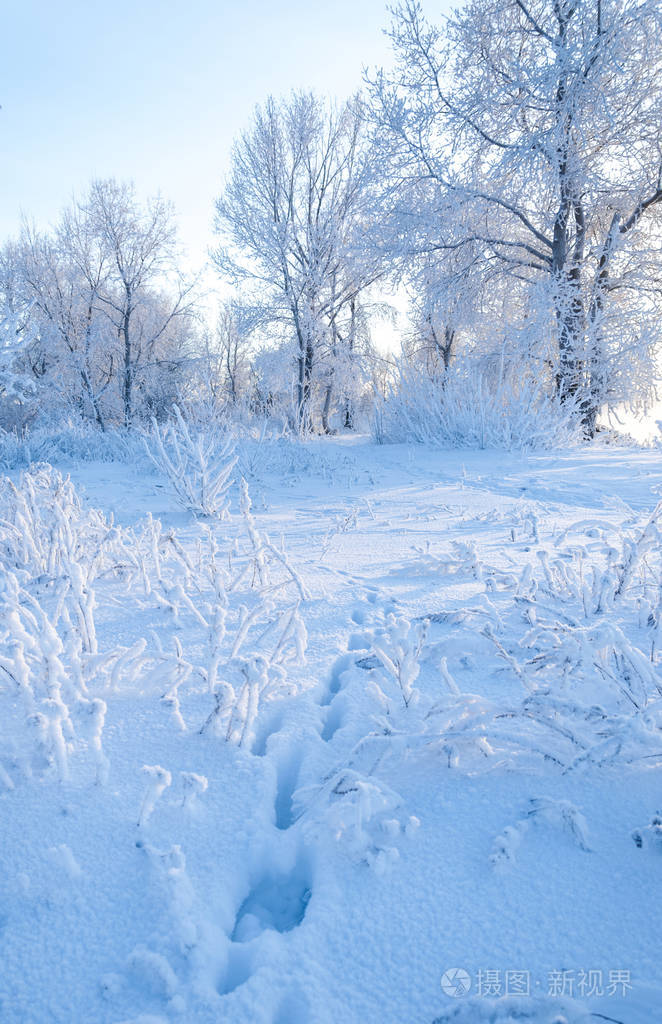 冬季景观霜霜在树上雾蒸发