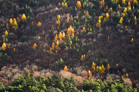 落叶松树和松树在秋天的季节图片