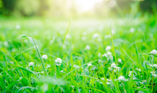 清新的绿色春草与露珠特写. 太阳. 柔和的焦点. 抽象的背景照片